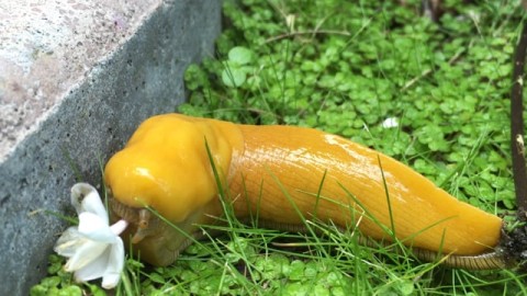 Banana Slug eats flower