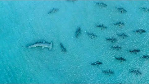 Giant Hammerhead Sharks Hunting Blacktip Sharks